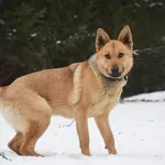 Znaleziono psa, Toruń, 7 stycznia 2024