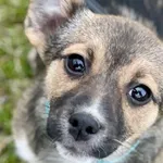 Imię: Blanka Czip: 616093902518446 Płeć: samica Wiek: grudzień2023 Wielkość: mała Kastracja/sterylizacja: nie ze względu na zbyt młody wiek do wykonania w późniejszym terminie Inne Psy: Akceptuje towa