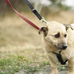 Pies do adopcji, Nowodwór, 24 lutego 2024