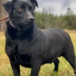 Imię: Lacky Czip: 616093902282754 Płeć: samiec Wiek: styczeń 2022 Wielkość: mały Kastracja/sterylizacja: tak Inne Psy: Akceptuje towarzystwo innych zwierząt Dzieci: W wieku szkolnym Charakter: Delikat