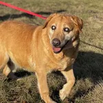 Imię: Ślepek Czip: 616093901740746 Płeć: samiec Wiek: styczeń 2013 Wielkość: średni Kastracja/sterylizacja: nie Inne Psy: Akceptuje towarzystwo innych zwierząt Dzieci: W wieku szkolnym Charakter: Spok