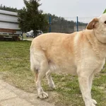 Znaleziono psa, Dąbrówka, 25 lutego 2024
