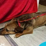 Znaleziono psa, Dąbrówka, 23 lutego 2024