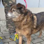 Znaleziono psa, Bydgoszcz, 24 lutego 2024