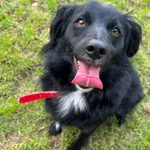 Tobi 616093902338482