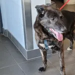 Pies odnaleziony w dniu 26.02.2024 r. przy ul. Siedleckiej.