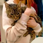 Znaleziono kota, Gdynia, 2 lutego 2024