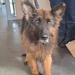 Znaleziono psa, Olsztyn, 26 lutego 2024