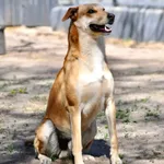 Pies do adopcji, Milanówek, 10 czerwca 2026