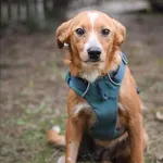 Pies do adopcji, Zielona Góra, 27 lutego 2024