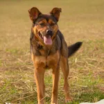 Pies do adopcji, Dąbrówka, 28 lutego 2024