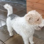 PIES Z INTERWENCJI 26.02.2024