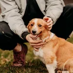 Pies do adopcji, Czartki, 28 lutego 2024