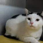 KOTY /4/ ZABEZPIECZONE /INTERWENCJA POLICJI/ 23.02.2024