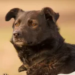 Pies do adopcji, Dąbrówka, 27 lutego 2024