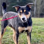 Pies do adopcji, Pieczyska, 28 lutego 2024