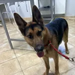 Nr: 78/2024 - Pies z Świdnica Miasto