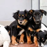 Pies do adopcji, Elbląg, 24 lutego 2024