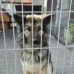 Pies do adopcji, Gorzów Wielkopolski, 28 lutego 2024