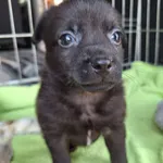 Pies do adopcji, Orzechowce, 29 lutego 2024