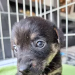 Pies do adopcji, Orzechowce, 29 lutego 2024