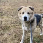 Pies do adopcji, Oświęcim, 1 marca 2024