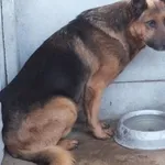 Lerwin to pies przywieziony w dniu 22.02.2024r duży, spokojny, ostrożny do obcych osób