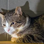 Kot do adopcji, Sopot, 1 marca 2024