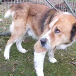 Ludnik to pies przywieziony w dniu 21.02.2024r duży, kontaktowy, spokojny