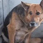 Lerwa to suka przywieziona w dniu 22.02.2024r duża, spokojna,starsza,ostrożna do obcych osób