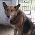 Znaleziono psa, Nowa Krępa, 22 lutego 2024