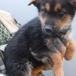 Lukierek to piesek szczenię przywieziony w dniu 22.02.2024r, kontaktowy, miły