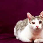Kot do adopcji, Elbląg, 18 stycznia 2024