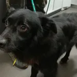 Pies odnaleziony w dniu 29.02.2024 r. przy ul. Solnej.