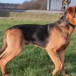 Mikser (5883), Samiec