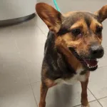 Pies odnaleziony w dniu 04.03.2024 r. przy ul. Bełzy.