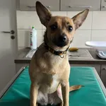 Pies do adopcji, Zielona Góra, 5 marca 2024