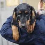 Pies do adopcji, Zielona Góra, 5 marca 2024