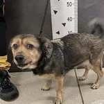 Przyjęty: 2024-03-05 Gmina: Libiąż Płeć: Suka Opis: mieszaniec, płowe