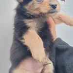 Pies do adopcji, Racławice, 2 marca 2024