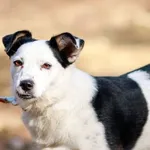 Pies do adopcji, Elbląg, 6 marca 2024