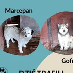 Znaleziono psa, Dąbrówka, 2 marca 2024