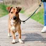 Znaleziono psa, Sosnowiec, 2 marca 2024