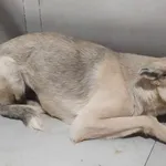 Pies do adopcji, Bełchatów, 26 października 2023