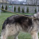 Pies do adopcji, Bełchatów, 1 lutego 2024