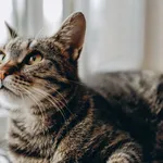 Znaleziono kota, Sosnowiec, 22 marca 2024