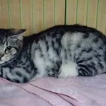 Znaleziono kota, Chojnice, 27 lutego 2024