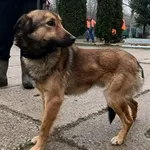Znaleziono psa, Pieckowo, 27 lutego 2024