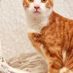 Kot do adopcji, Elbląg, 4 marca 2024