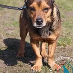 Pies do adopcji, Węgrowo, 6 marca 2024